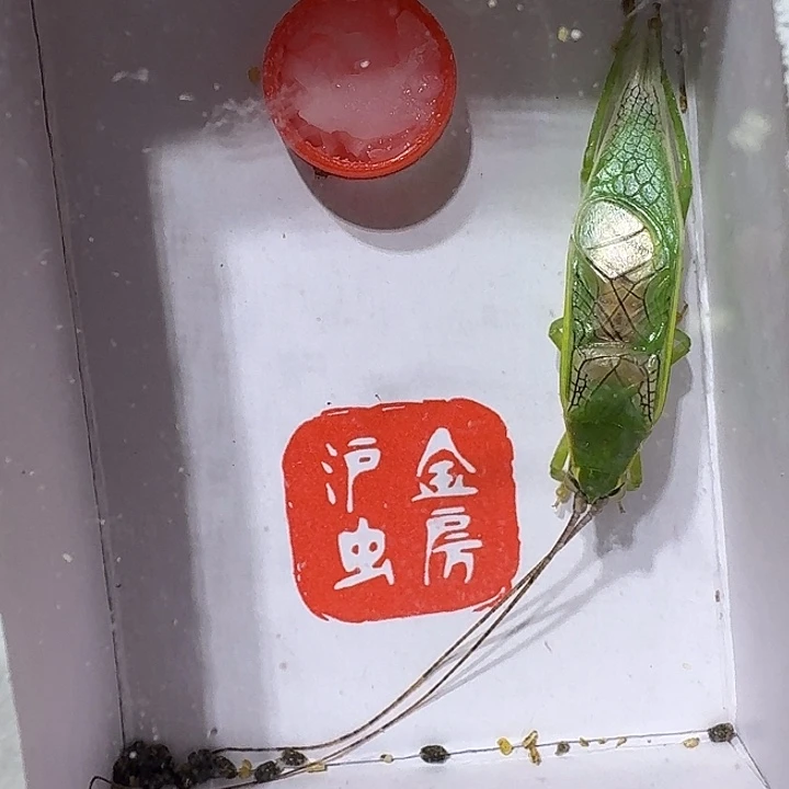 蟋蟀橙柑片蟋中长须一只