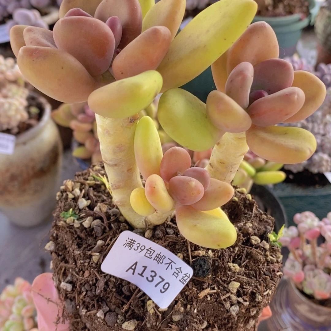 芒果奶10cm1379多肉植物