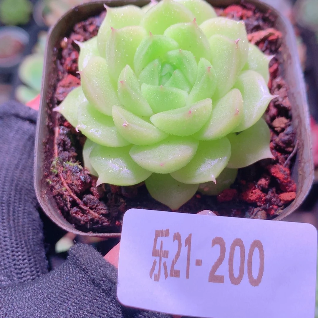 乐然21-200 麦秆单头