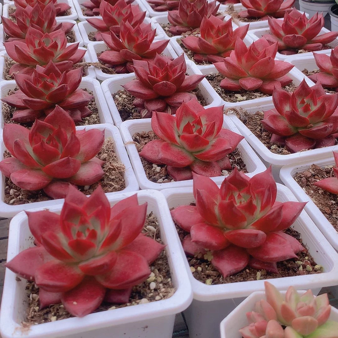 红钻8888888888888888