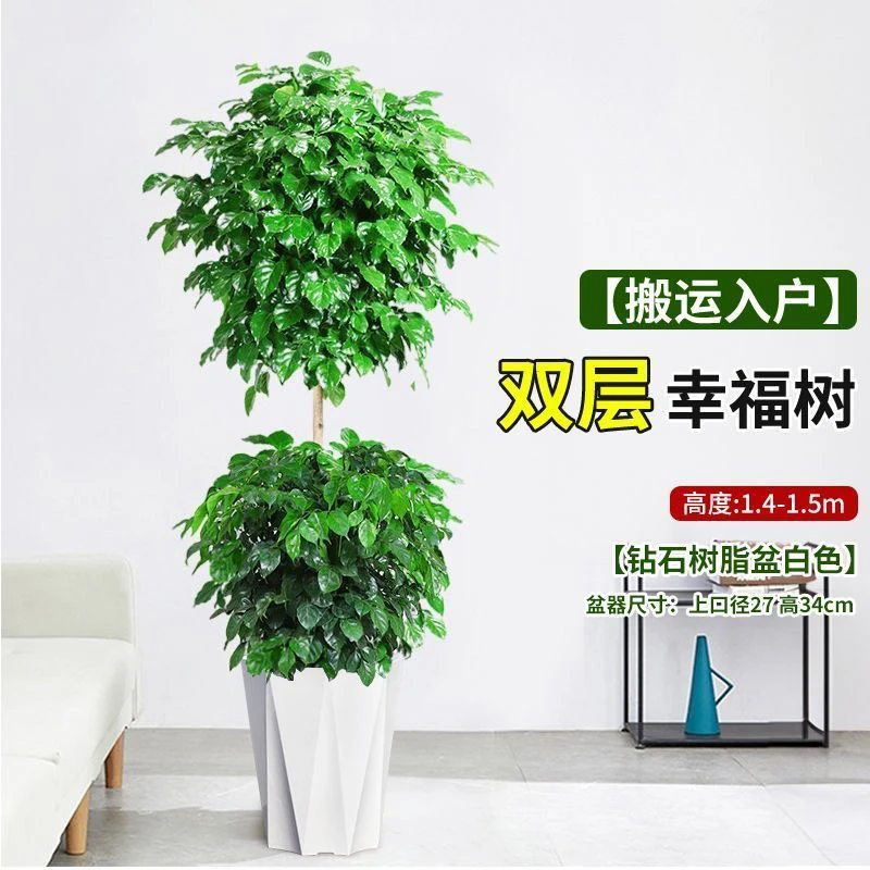 【顺丰快递上门】1.5至1.6米双层幸福树室内客厅开业乔迁大绿植盆栽