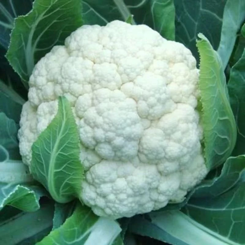 【满5包包邮】白松花菜种子青梗花椰菜高产南北方有机花菜种籽