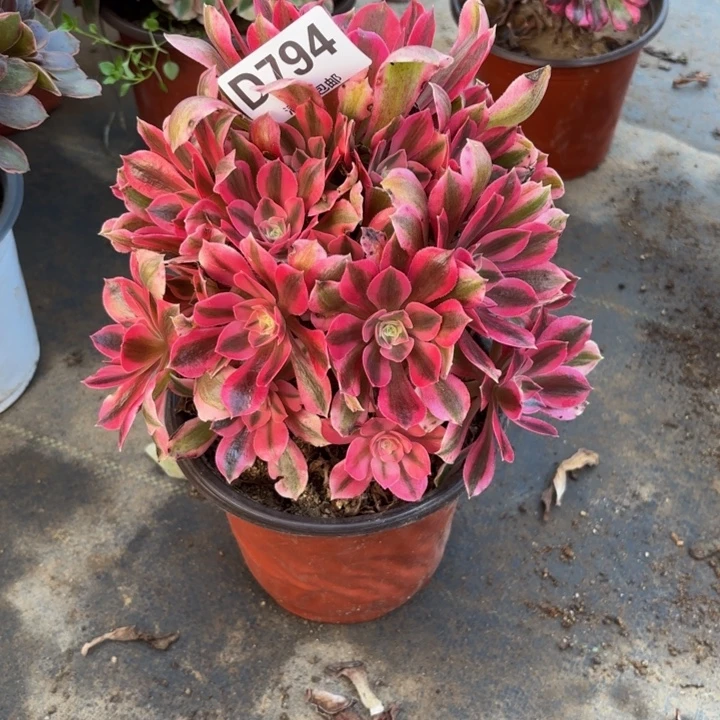 瑞妈多肉园艺794女巫。