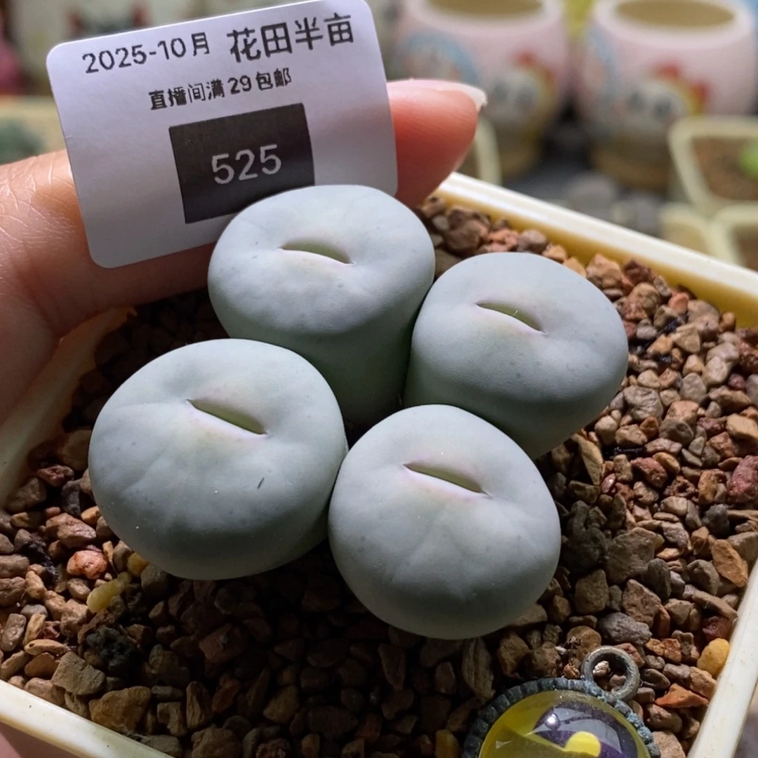 @***心525好看的一群大嘴巴福利