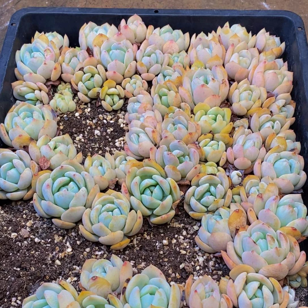 027多肉植物保护研究所所长