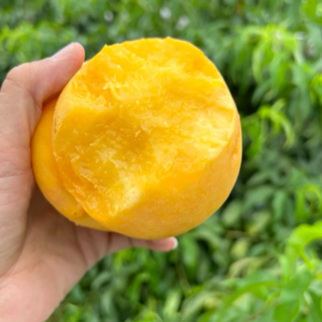 果冻精选特大果东北黄油蜜桃无毛现摘现发