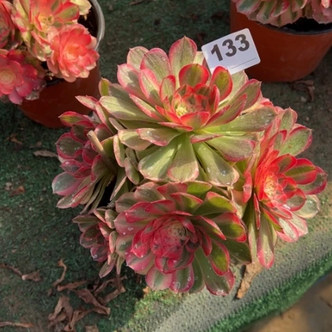 133海神朵朵多肉，