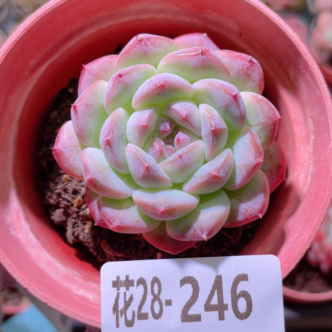 花利美28-246白桃汽水