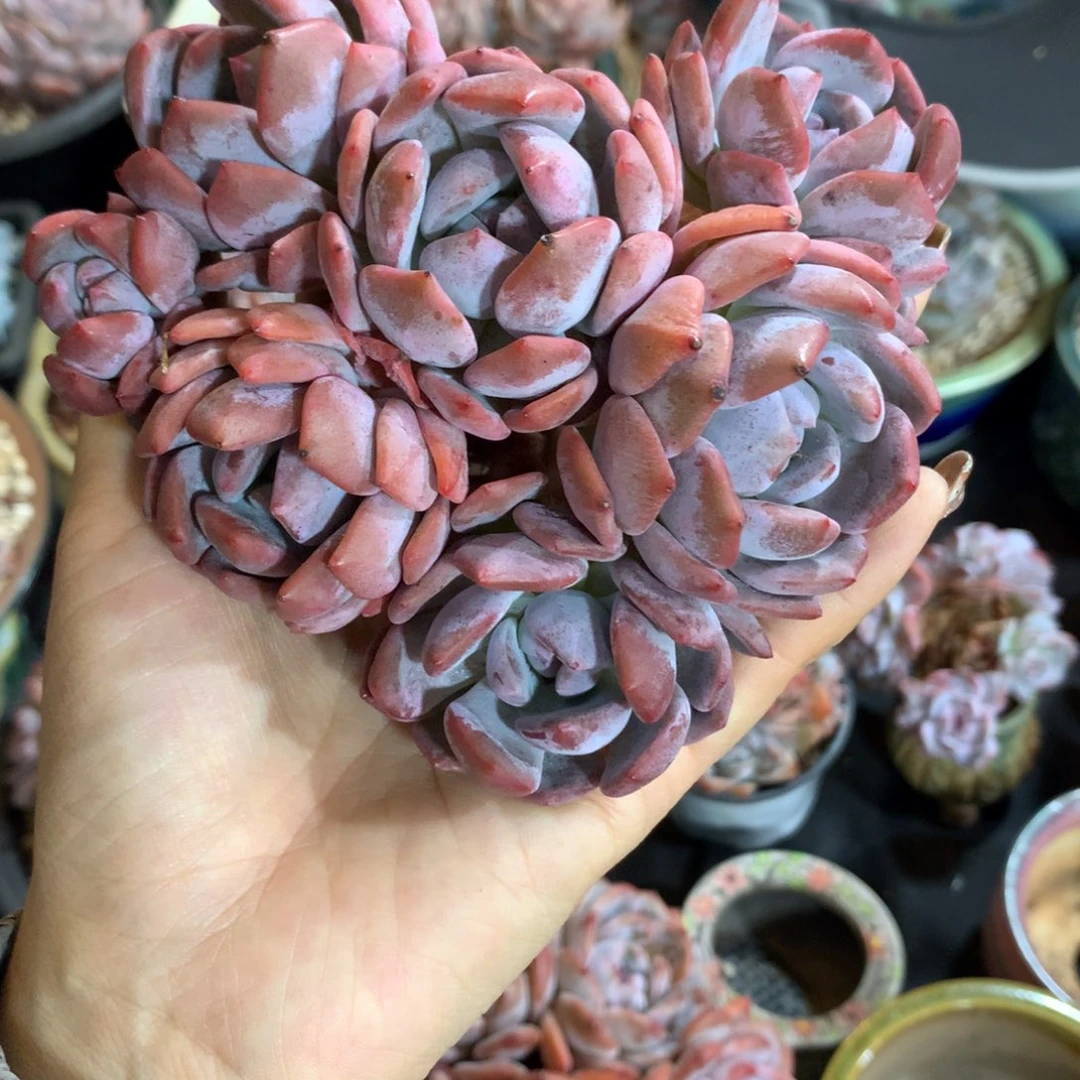 哈哈哈哈哈哈哈哈哈哈，