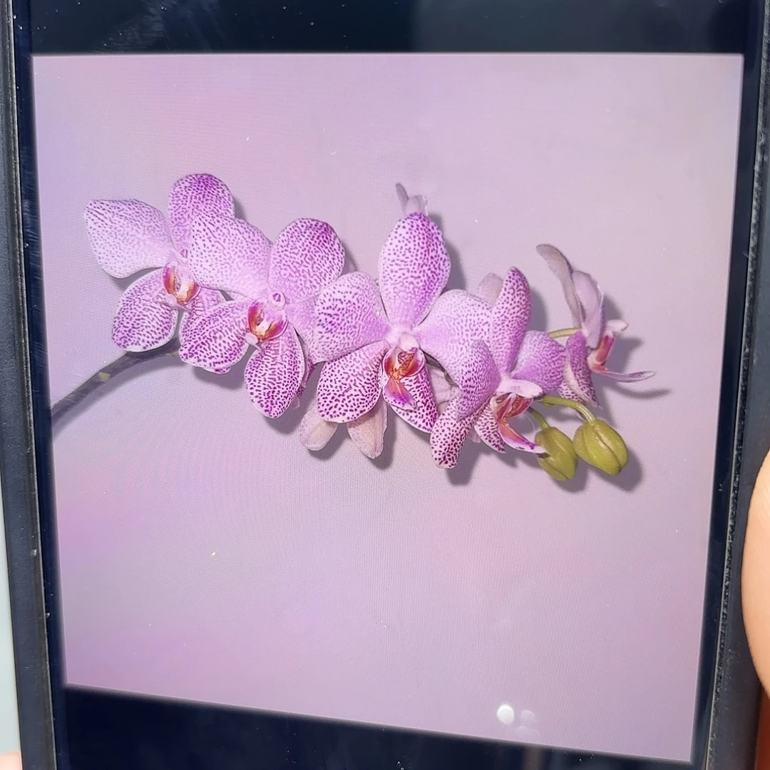 当前无花栽培后可以开花西交象分生