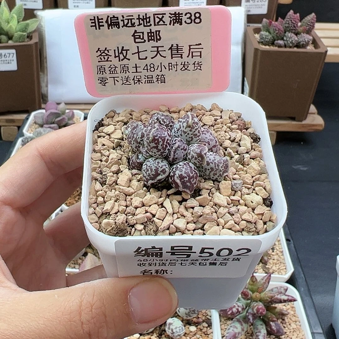 ʚ****ɞ502达摩海豹多肉