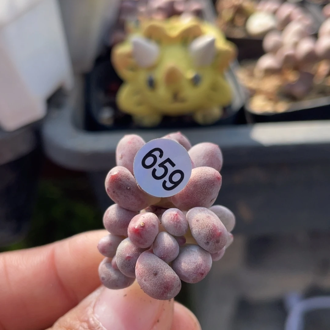 仙子奶酪多肉植物