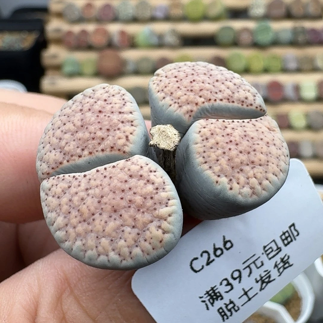 266多肉哈哈哈哈哈哈哈哈