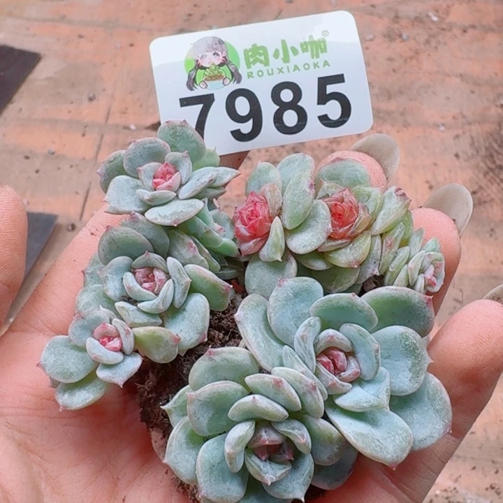 墨***儿多肉植物多肉植物
