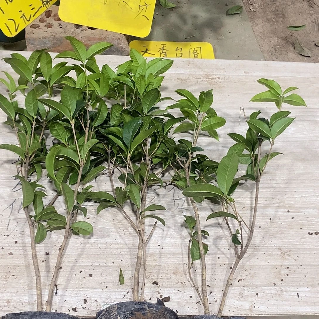 完全开放四季桂花一物一拍