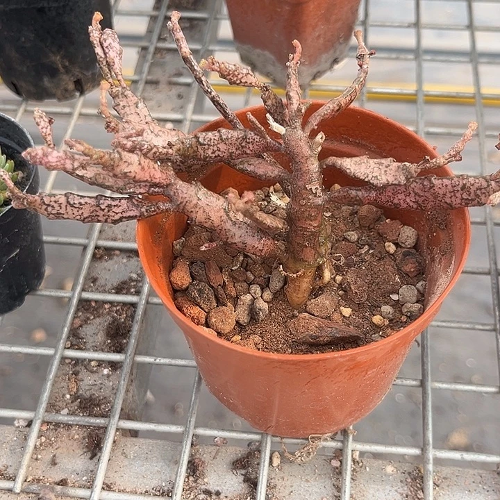 我也不知道我为什么要这样