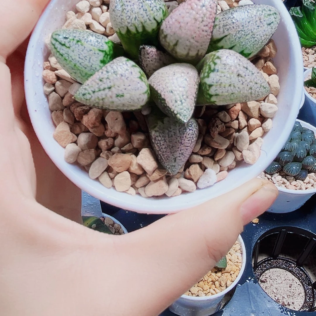 红宝石白银多肉植物6666