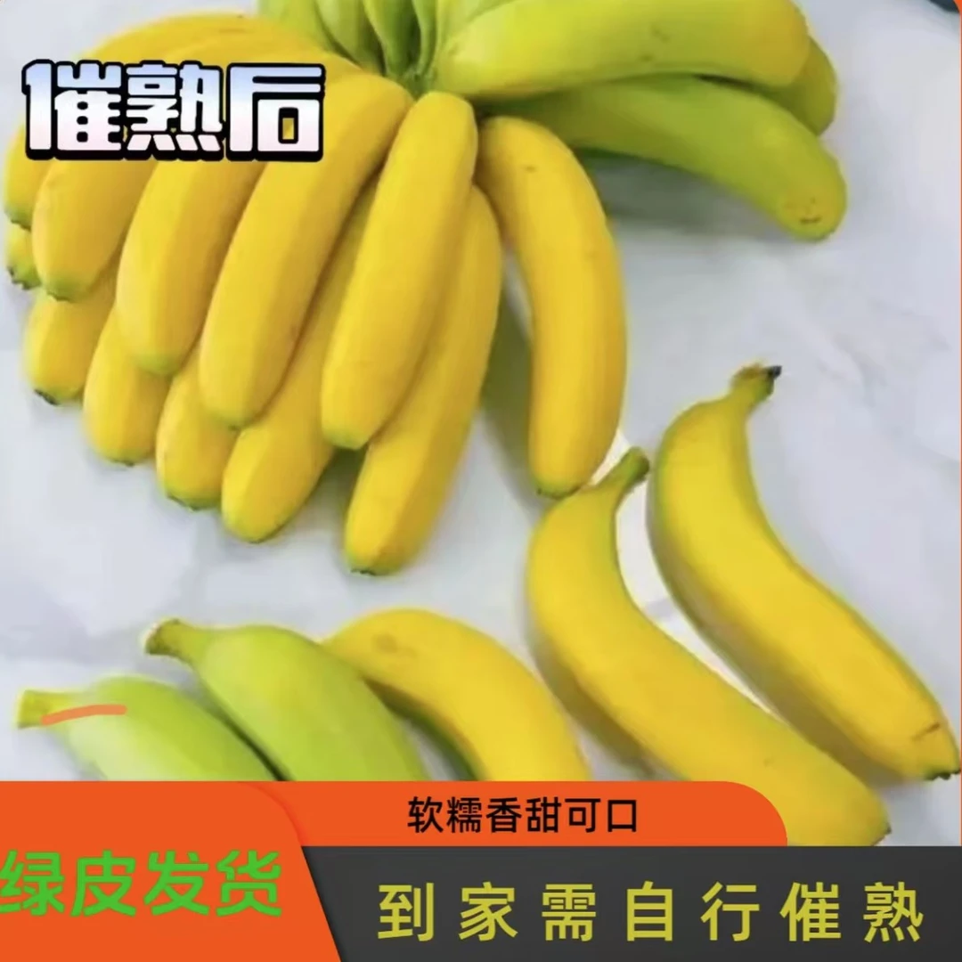 【青皮发货/催熟后食用】云南高山青皮香蕉自行催熟更健康软糯香甜