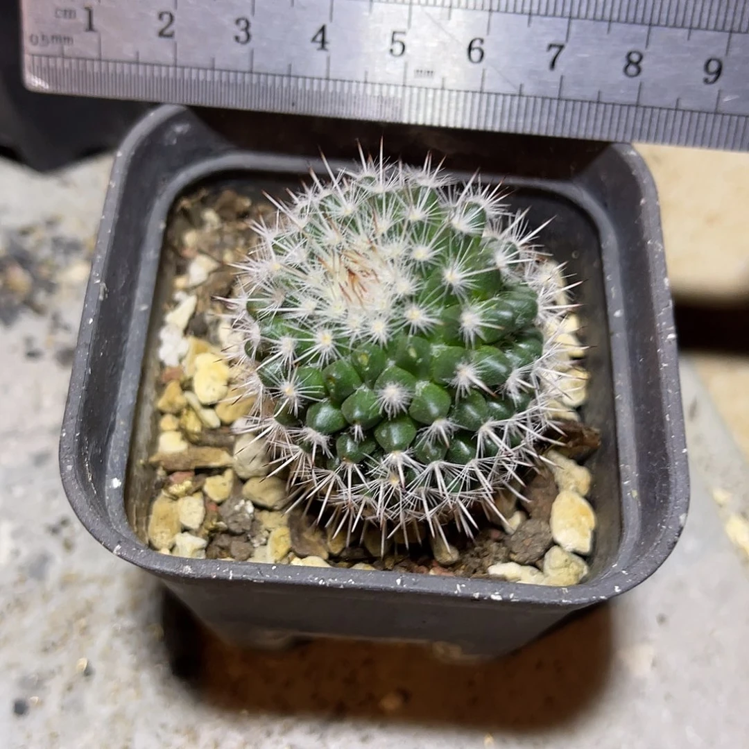 实生白王丸仙人球一物一拍