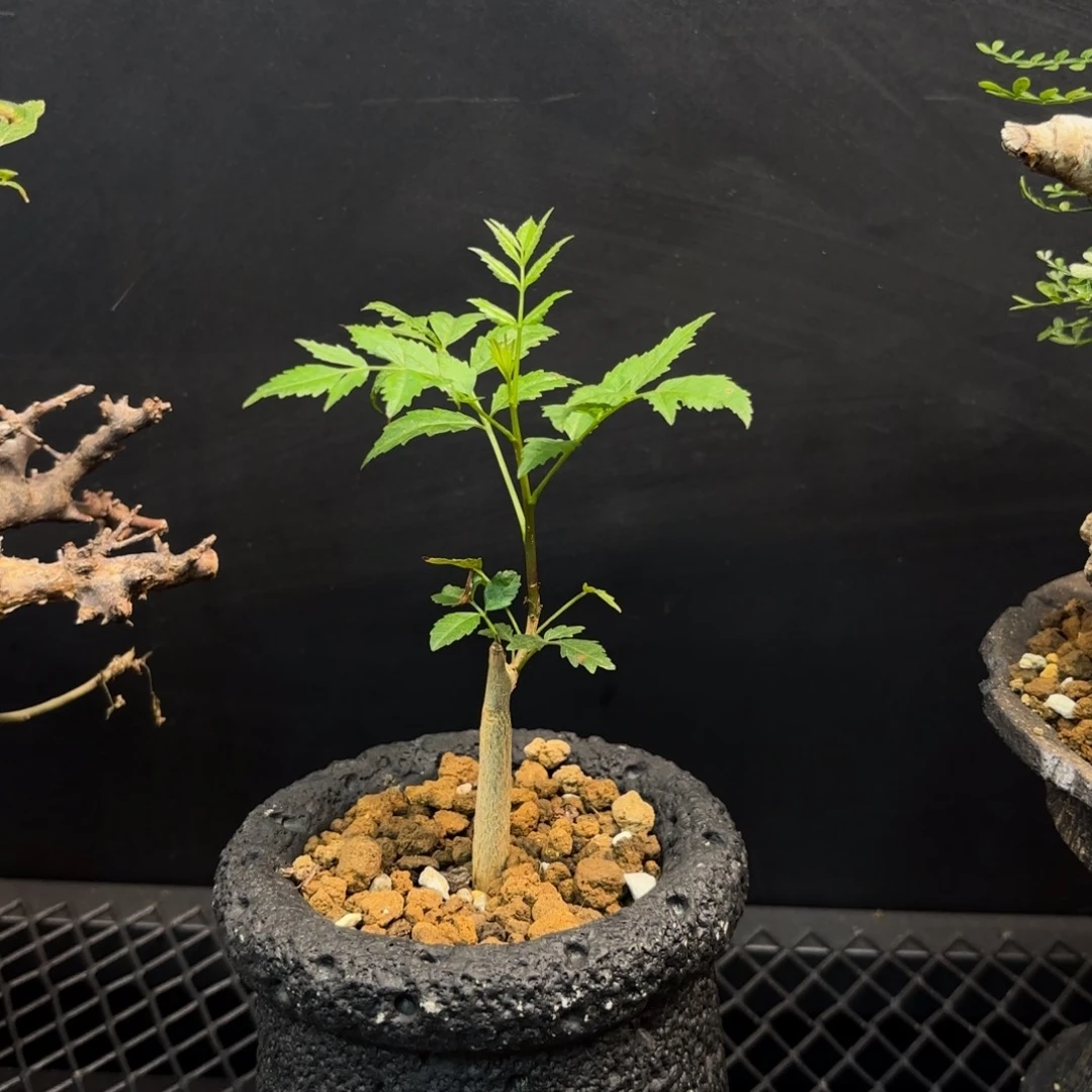 芳香裂榄限时特惠