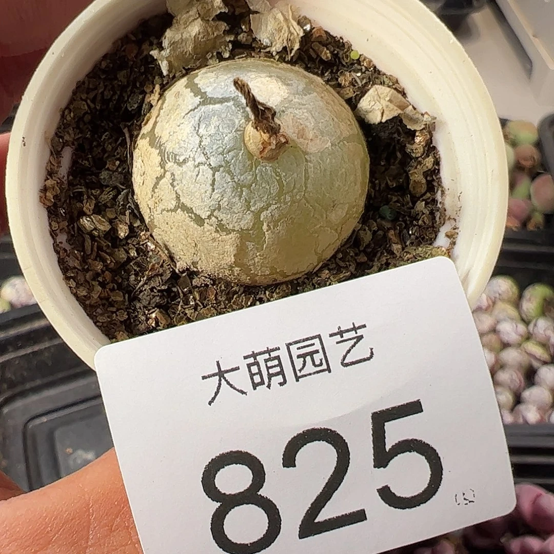 一物一拍。        825