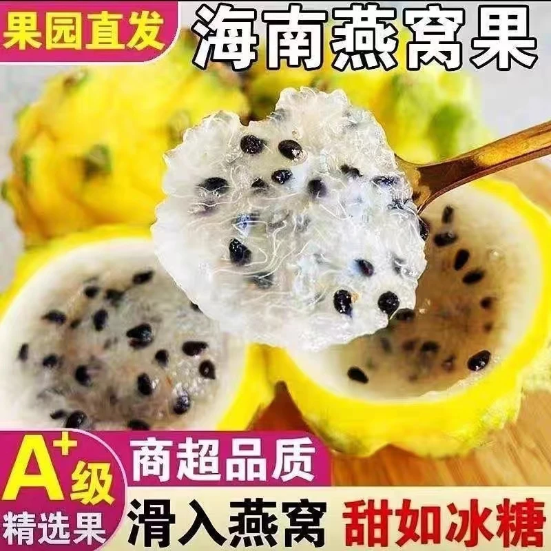 顺丰包邮海南燕窝果新鲜采摘麒麟果黄火龙果清甜多汁当季热带水果