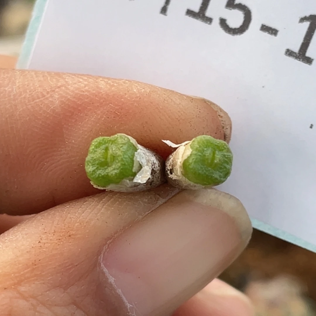 15-152方糖多肉植物