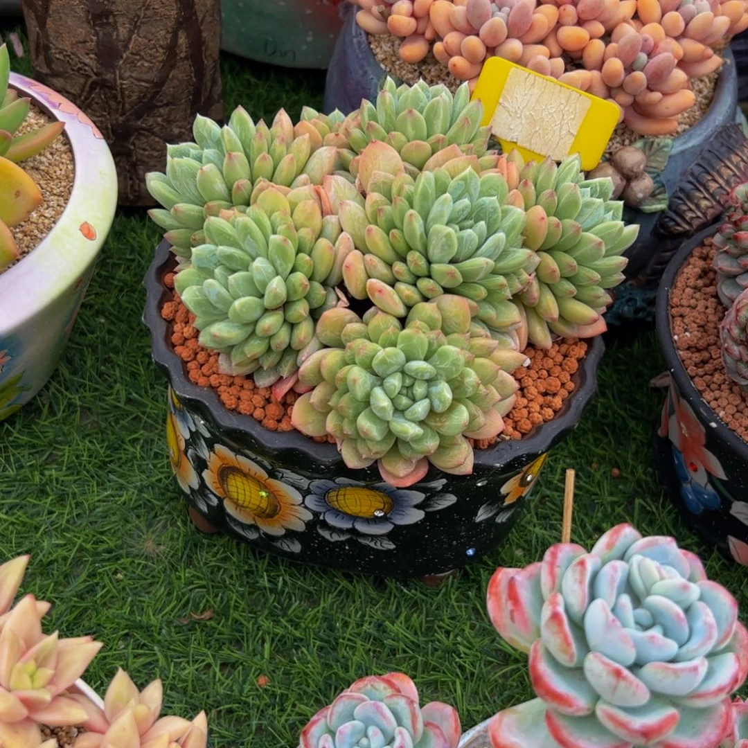 彩*糖百搭翡翠小老桩多肉