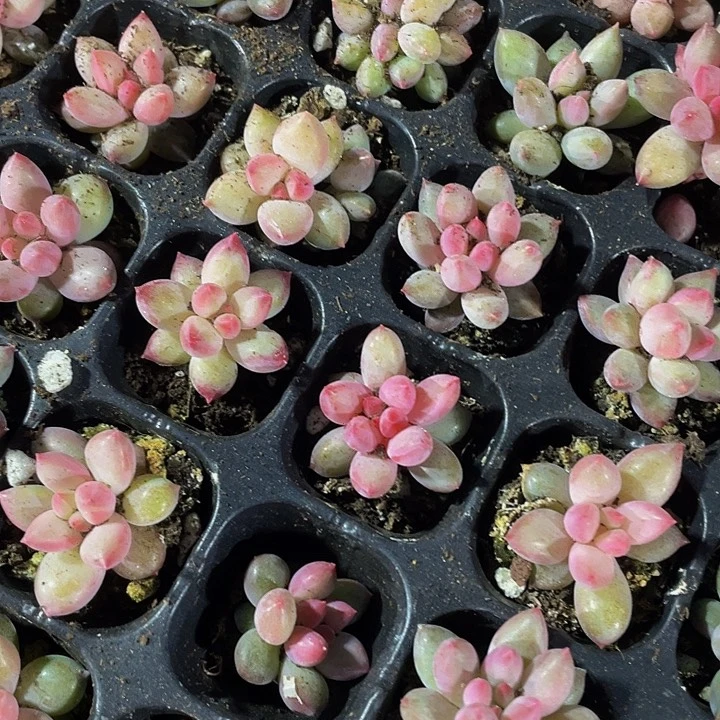 小虞美人2.8带土发