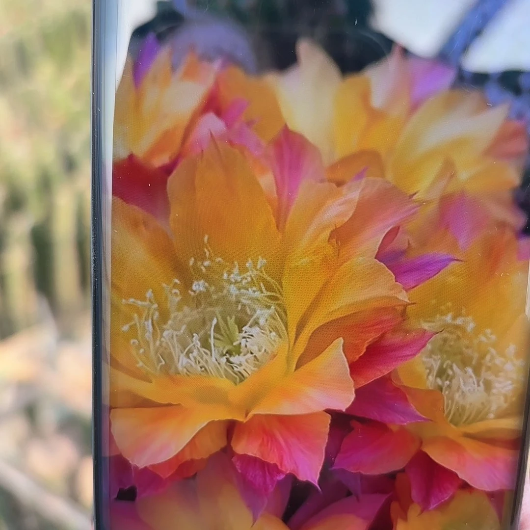 彩草激流无根侧牙四公分多