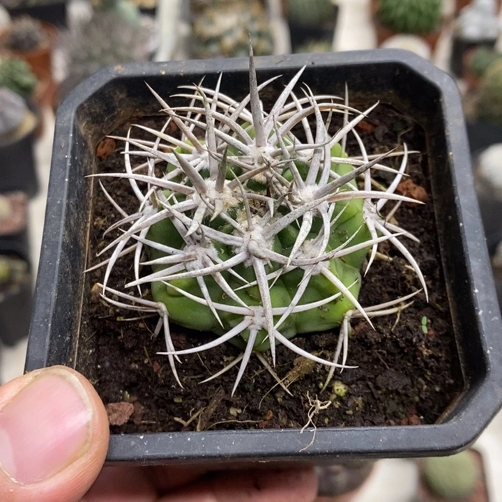 实生碧岩玉特价福利