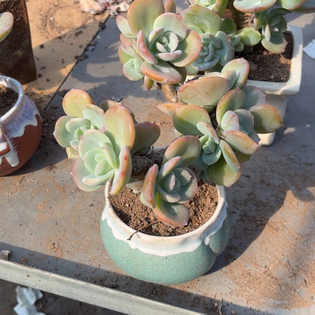 【闪购商品】无花朵落***尘