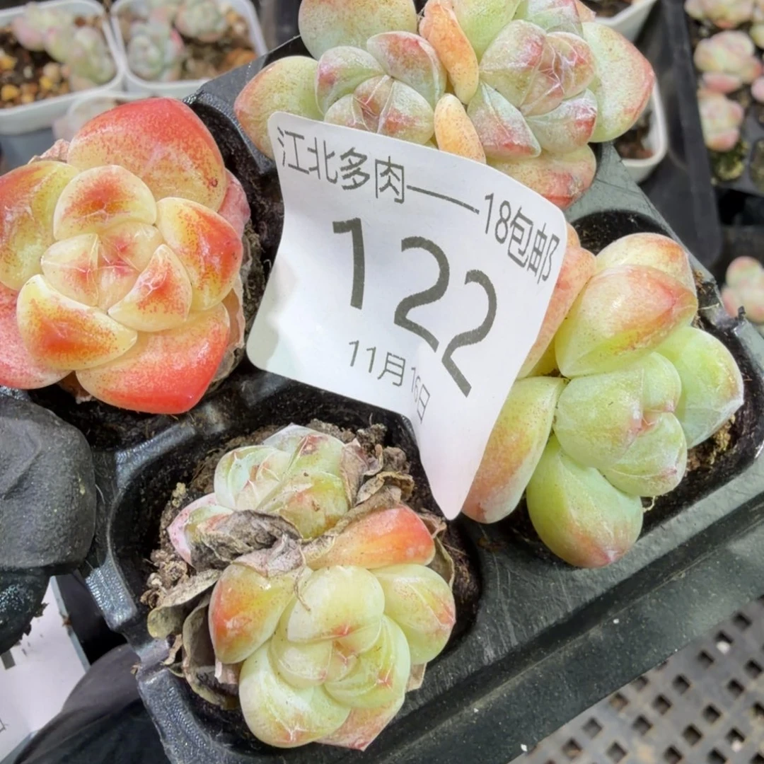 122号到手1框江北多肉