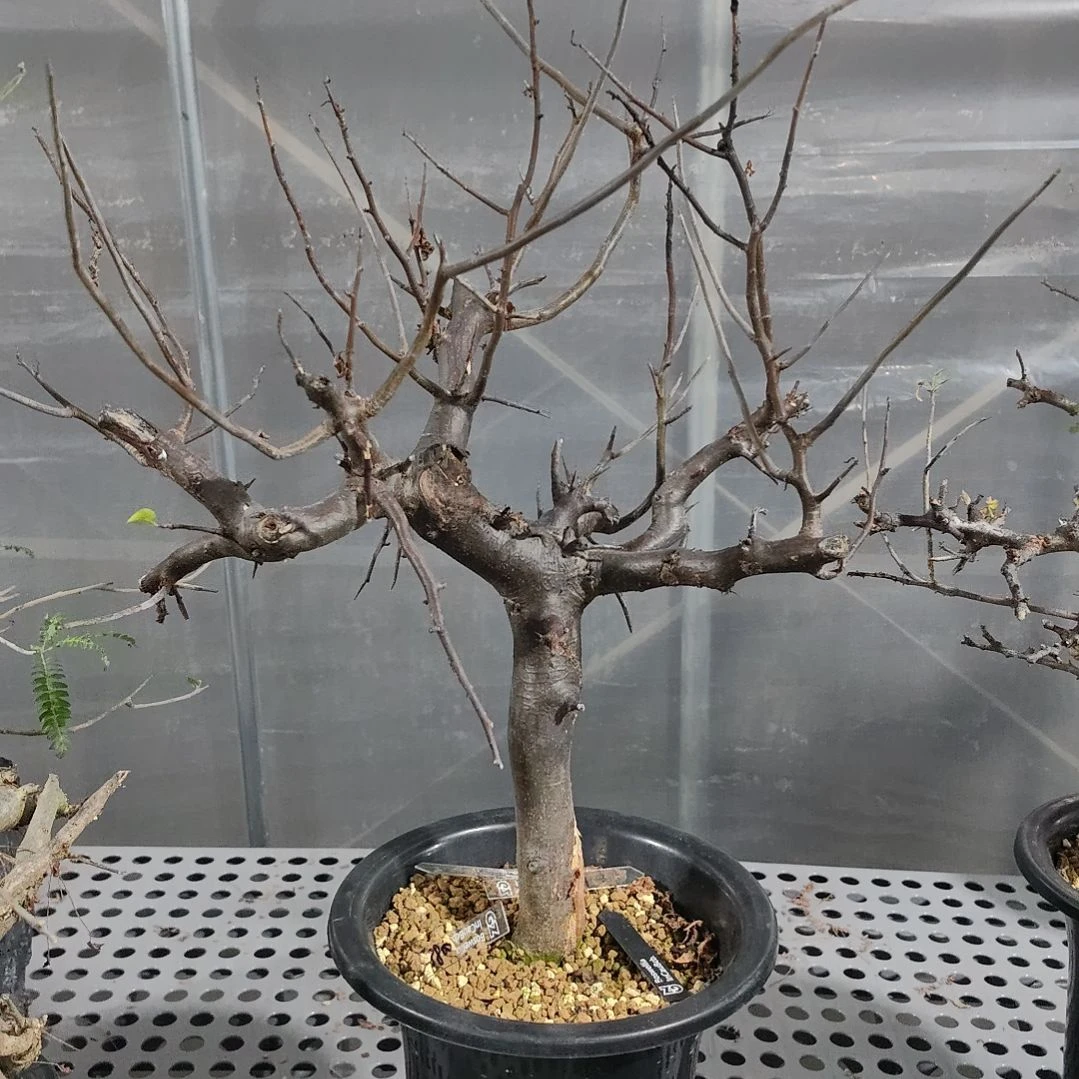 荣森塔橄榄熟桩可寄养