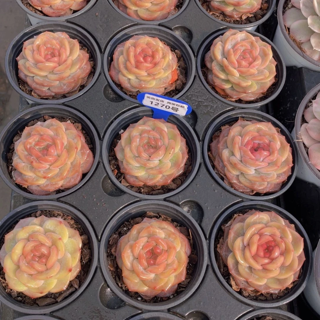 1270号珍妮琥珀单头一个