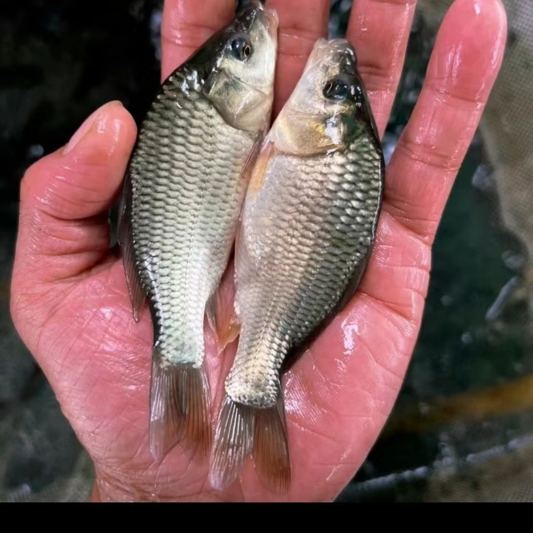 鲤鱼满甲鲤鱼稻田鲤鱼塘水库堰塘常温淡水各地适宜可食用可观赏鱼