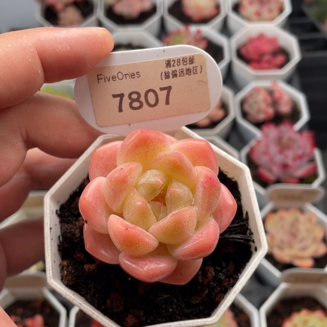 和田玉7807-4.5厘米