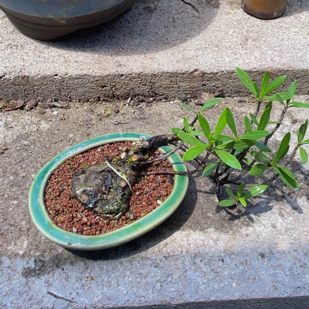 当前无花栽培后可以开花