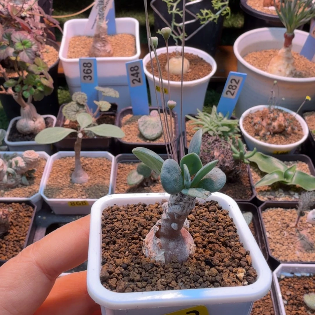 睿***恩特美813 仙人掌