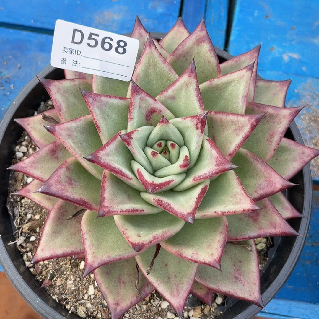 若如东云单拍D568