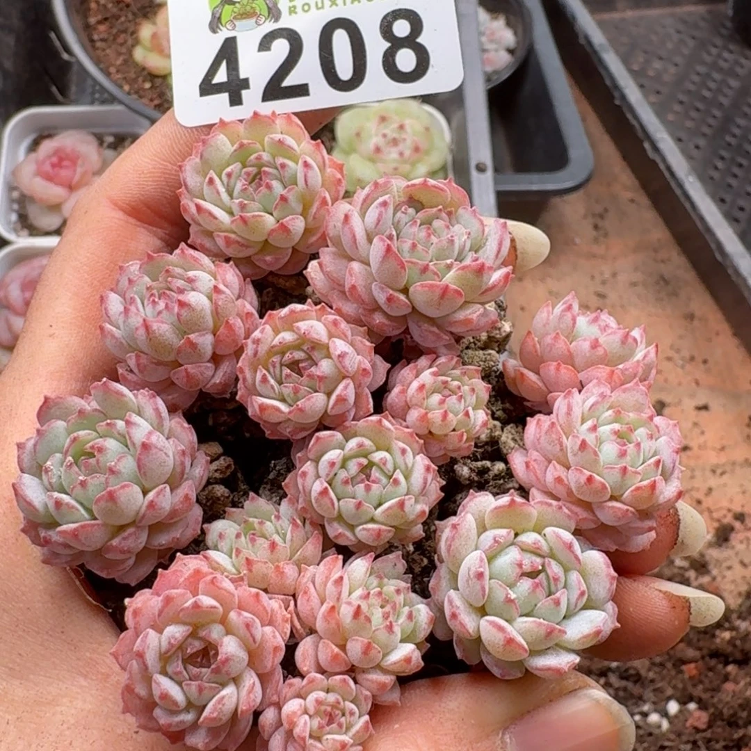 多肉植物多肉植物