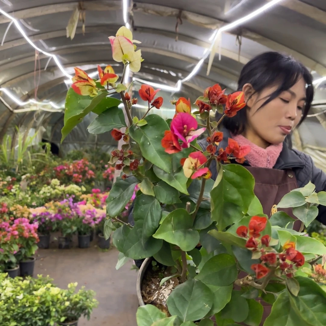 全部花苞（哪吒）三角梅会落花落叶苗有大有小