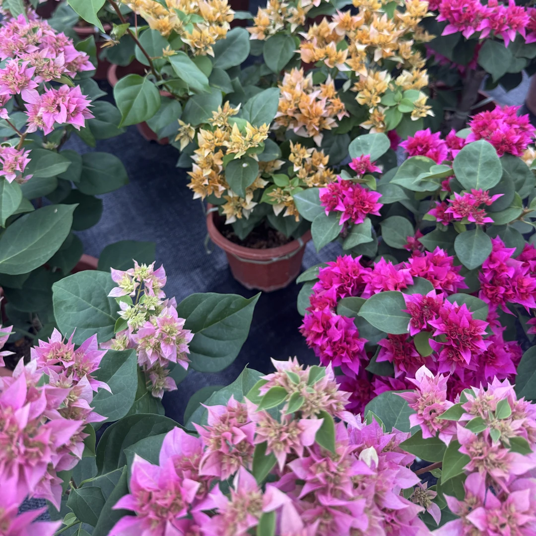 【重瓣系类】三角梅花卉勤花四季开花基地直发（可备注颜色）