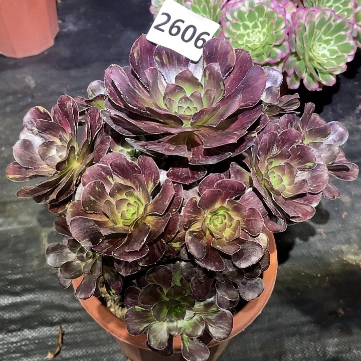 花无缺2606号多肉植物
