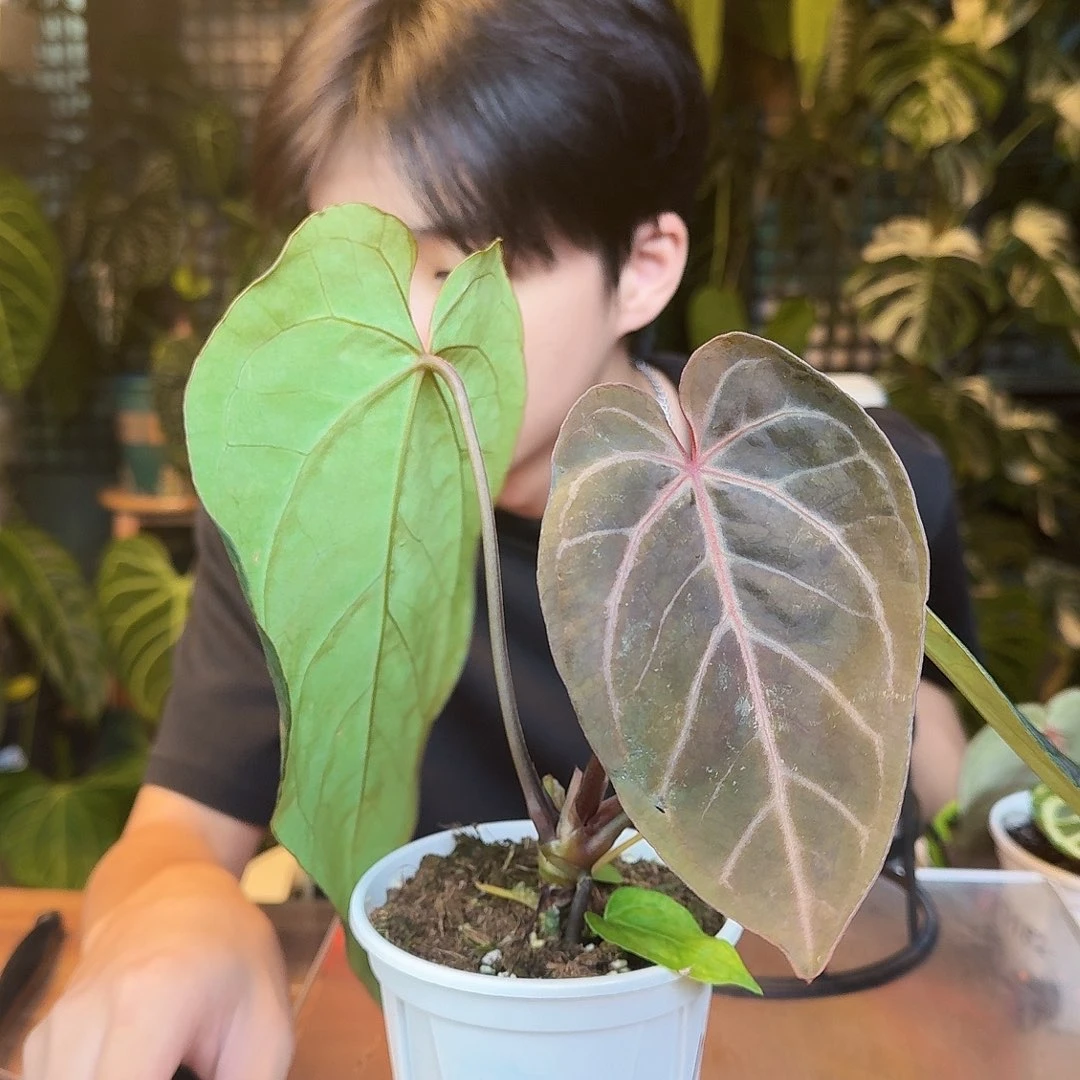 乌***e完全开放I115神奇男孩杂红水晶