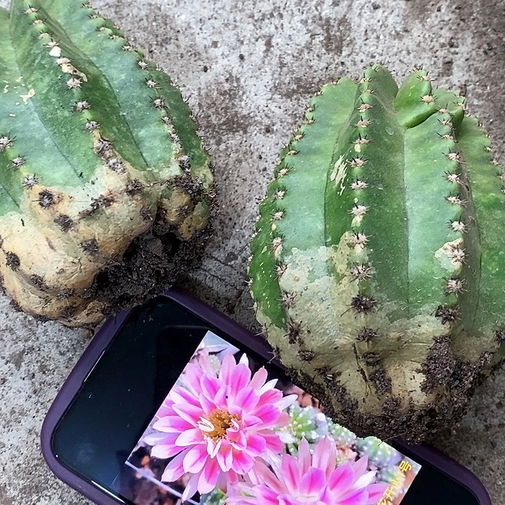 无根大开心一号脱土的，2567