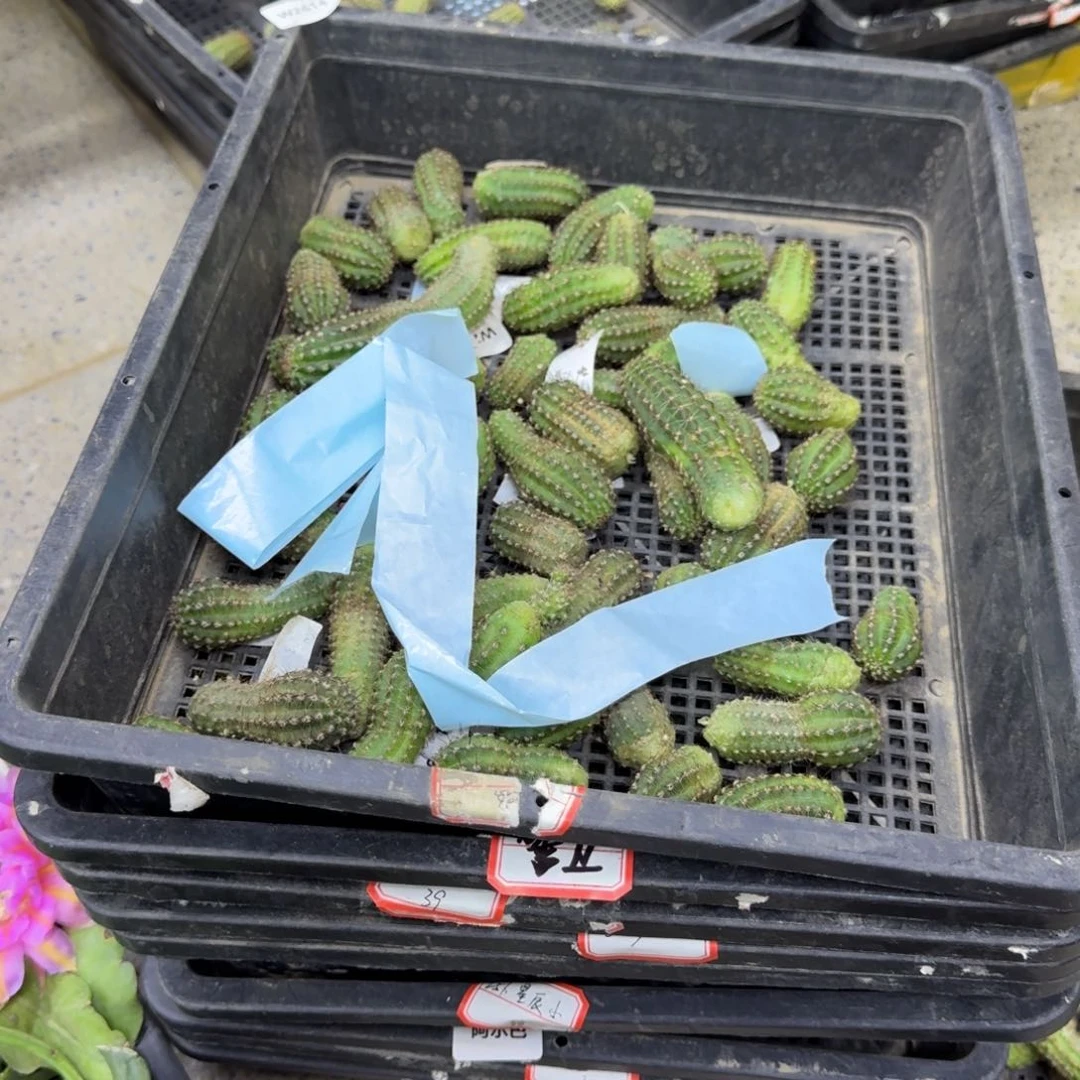 365白檀无根侧牙很小10个品种，20包邮