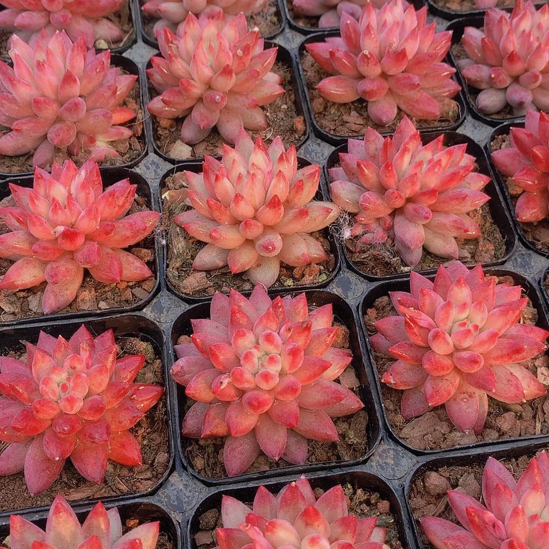 虞美人4567899900000