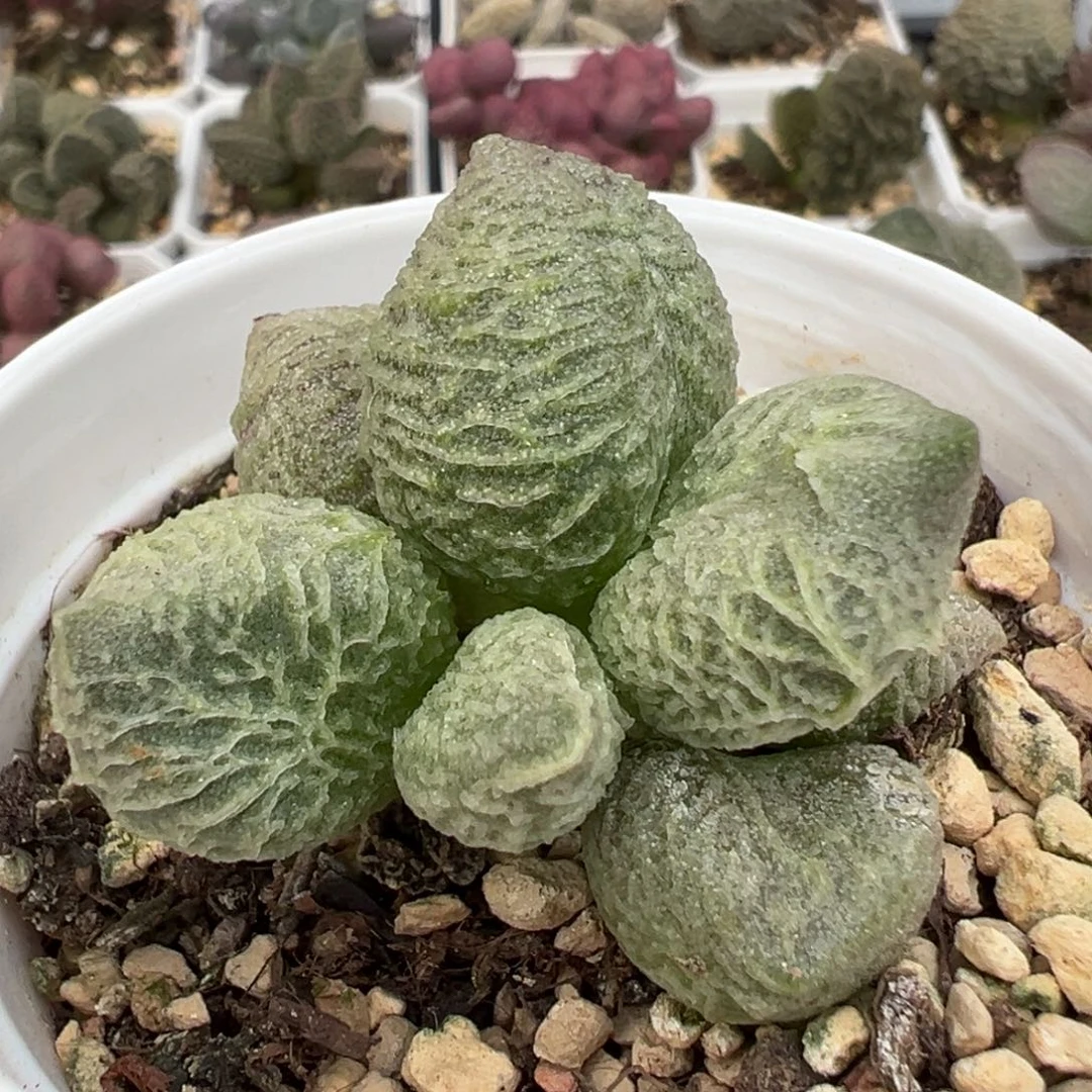 实生新品多肉植物水泡
