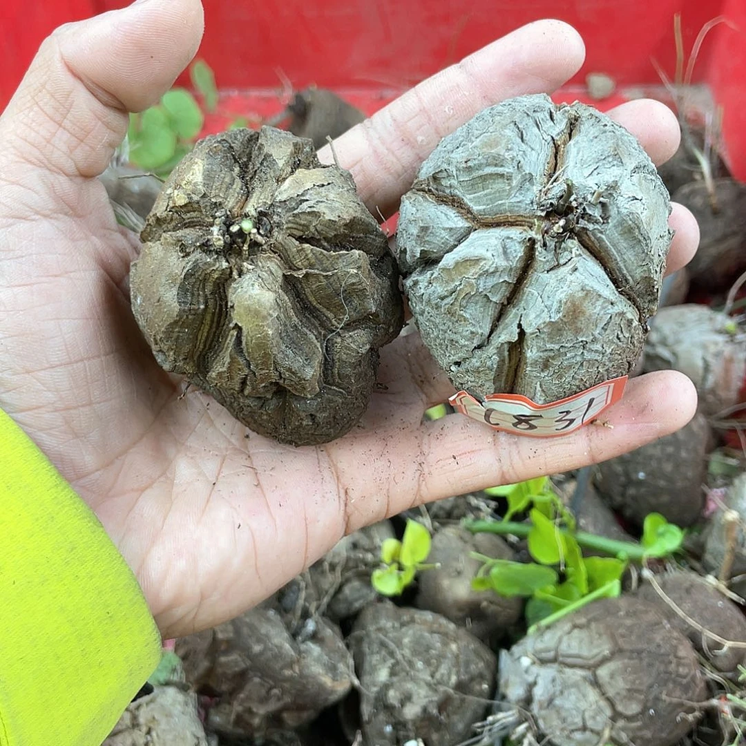 龟甲龙一物一拍1831号2颗